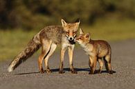 Jonge vos en moeder van Menno Schaefer thumbnail