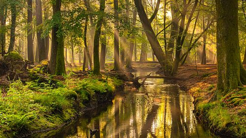 Zonneharpen in het Leuvenumse bos op een heerlijke lenteochtend