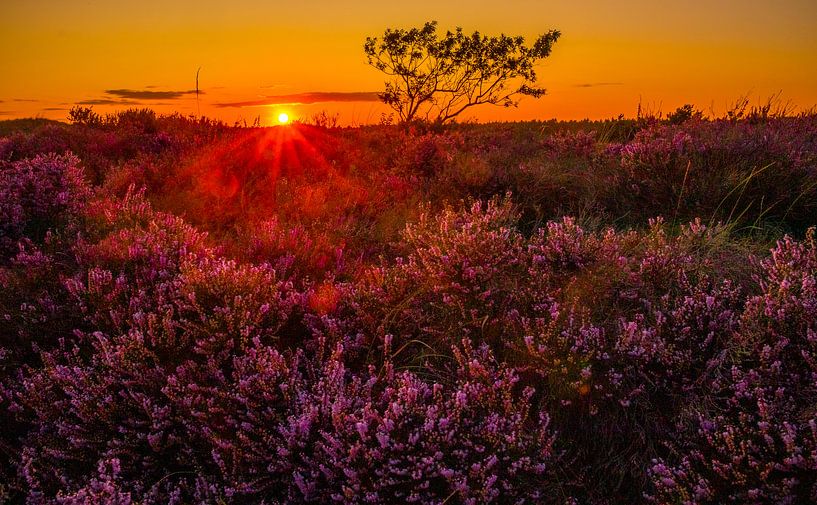 Heath near Bergen 5 by peterheinspictures