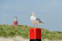 Texel - Vuurtoren in De Cocksdorp