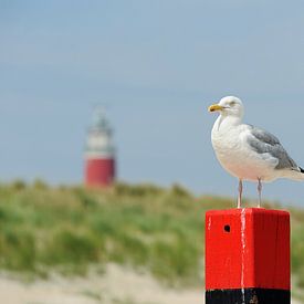 Texel - Phare à De Cocksdorp sur foto zandwerk