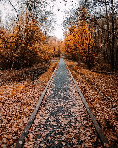 Waldstraße zwischen den gefallenen Blättern im Herbst