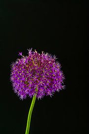 Purple Allium by Patrick Herzberg