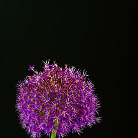 Paarse Allium van Patrick Herzberg