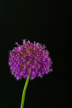 Lila Allium