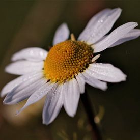 Camomille sur Peter Scheermeijer