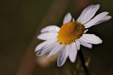 Camomille sur Peter Scheermeijer