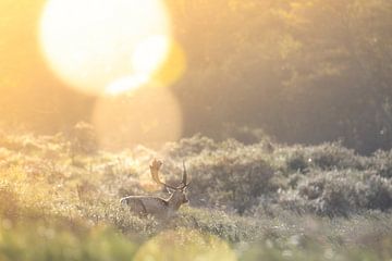 Un cerf en plein soleil dans les dunes de la réserve d'eau d'Amsterdam sur Marc Janson