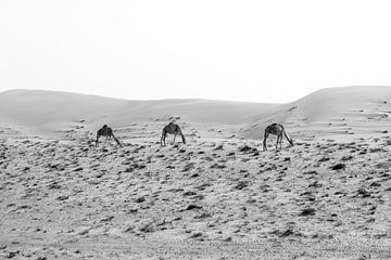 Kamelen In Oman van Jim Plaum