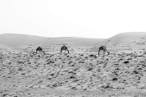 Kamele im Oman von Jim Plaum