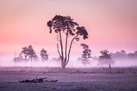 The Dutch savannah by Peter Nolten thumbnail