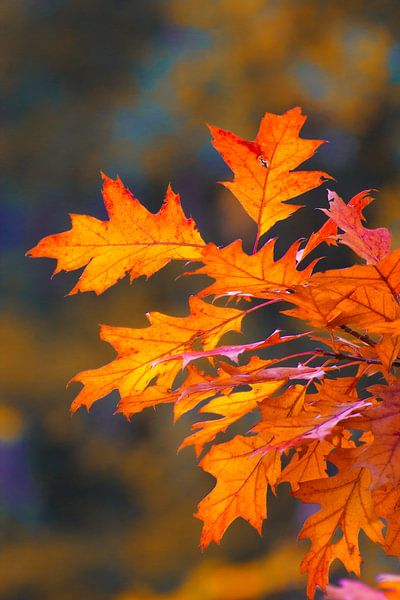 Feuilles d'automne, rouge orangé par Herman Kremer