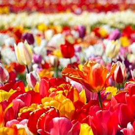 Colorfield van Dalex Photography