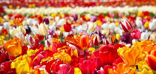 Champ de couleur sur Dalex Photography