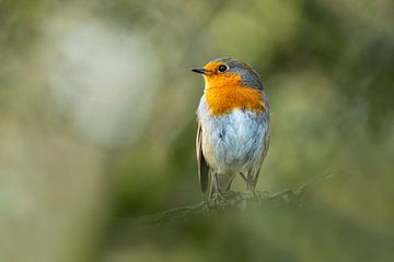 Roodborstje - Vogel  - op tak van Gianni Argese