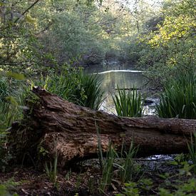 The Secret of the Swamp Forest by Karin van Es