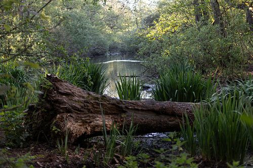 Le secret de la forêt marécageuse sur Karin van Es