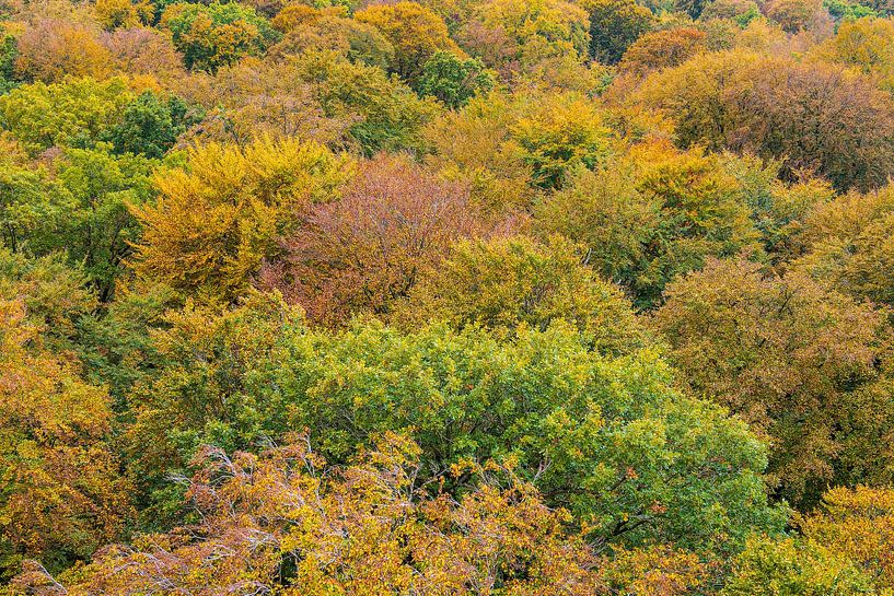 Herfstbossen op het eiland Rügen van Rico Ködder