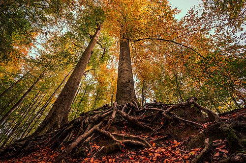 De herfst in het bos.