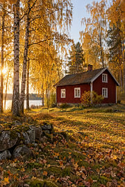Une cabane rouge dans la forêt d'automne – Des bouleaux dorés sur Albert Klee