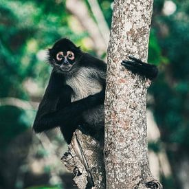 Monkey in a tree in México by Isis van de Put