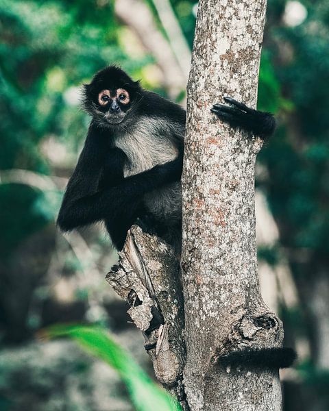 Affe in einem Baum in México von Isis van de Put