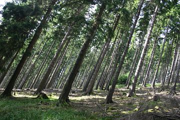 Bomen op een berghelling