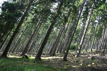 Bomen op een berghelling van EnWout