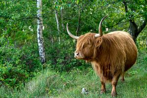 Highlander-Birnenraum Texel von Texel360Fotografie Richard Heerschap