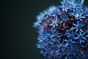 Bloem van Martijn Venhuizen