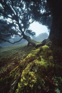 Madeira Fanal Nebelwald von Jean Claude Castor