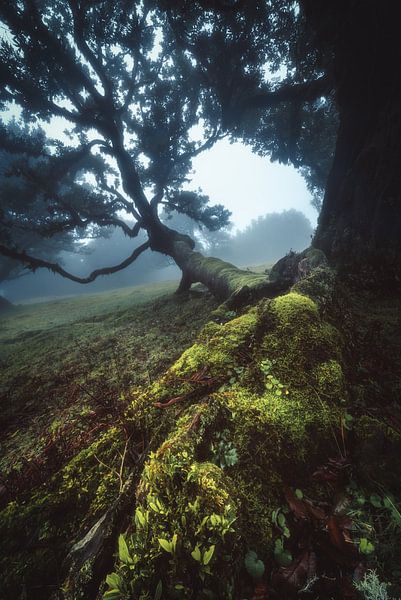 Madeira Kanaalwoud Nevelwoud van Jean Claude Castor