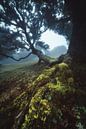 Madeira Kanaalwoud Nevelwoud van Jean Claude Castor thumbnail