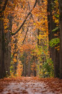 Autumn Oisterwijkse Bossen