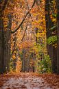 Autumn Oisterwijkse Bossen by Ronne Vinkx thumbnail
