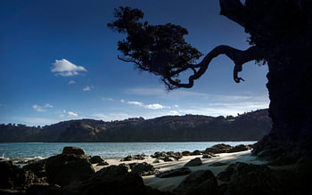Abendlicht am Strand an der Küste von Matheson Bay in Neuseeland