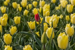 Rote Tulpe zwischen gelben Tulpen