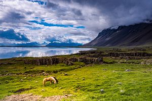 Icelandic horses sur Edwin van Wijk