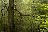 Speulderbos - dancing tree