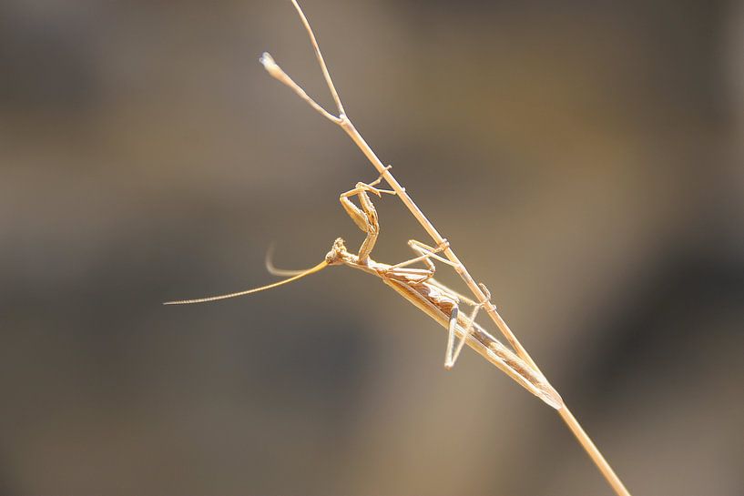 Sprinkhaan by Fotografia PB