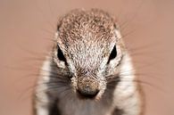Squirrel von Thomas Froemmel Miniaturansicht