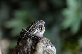 Roodwangschilpad by Natasja Franken