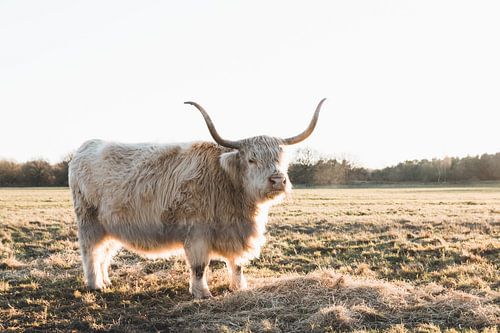 Scottish Highlander in evening sun