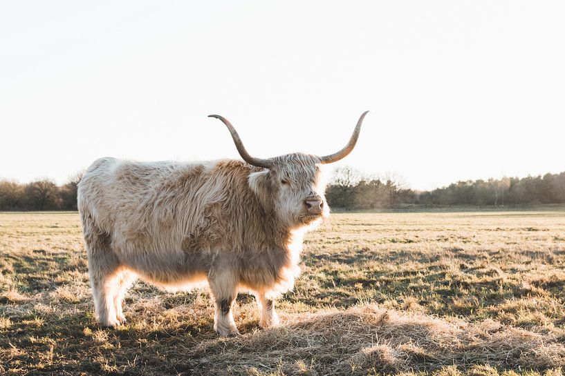 Schottischer Highlander in der Abendsonne von Rob Veldman