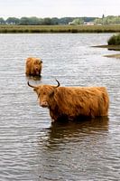 Badende schotse hooglander 2