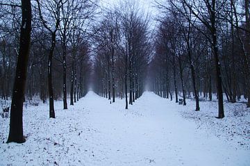Winter in het bos, twee rijen bomen met sneeuw van Discover Dutch Nature