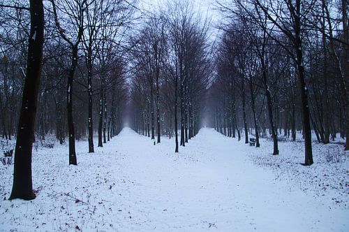 Winter in het bos, twee rijen bomen met sneeuw