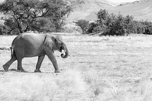 Wüstenelefant in schwarz-weiß