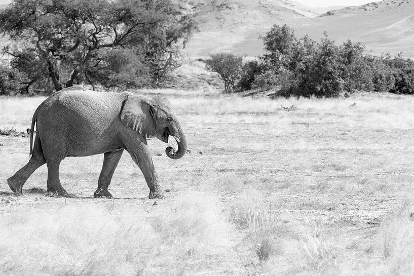 Wüstenelefant in schwarz-weiß von Tilo Grellmann