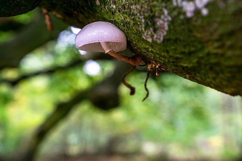 Champignon sur Sebastiaan Duijff